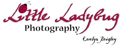 Little Ladybug Photography . . .
