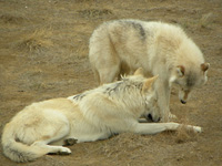 Wolf chat . . .