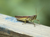 Grasshopper couture . . .