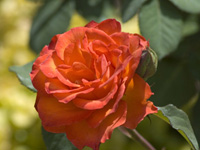 Rose Garden . . .