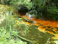 Juniper Springs trees fade to pollen . . .