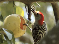 Woodpecker apertif . . .