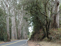 Lighthouse lane . . .