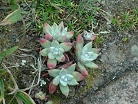 Succulent . . .