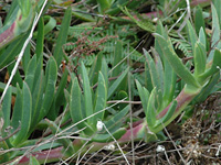 Iceplant . . .