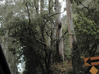 Muir Beach approach . . .