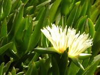 Iceplant . . .