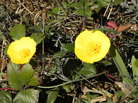Pigeon Point ground cover . . .