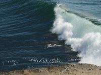 Santa Cruz surf . . .