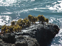 Pigeon Point greenery . . .