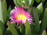 Iceplant bloom . . .