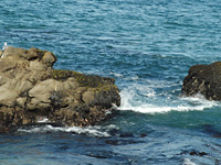 Pescadero Beach . . .
