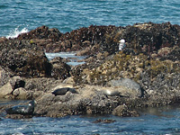 Pescadero Beach . . .
