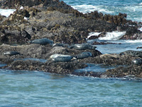 Pescadero Beach . . .