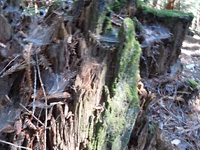 Redwood webbing . . .