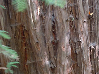 Redwood touches . . .