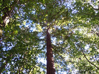 Redwood canopy . . .