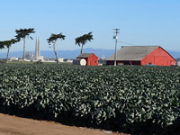 Artichoke country . . .