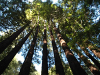 Redwood foci . . .
