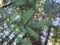 Redwood frond . . .