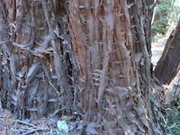 Redwood ground floor . . .